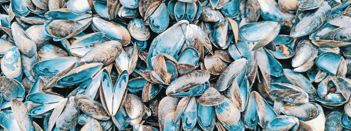 Mussela Transformation et valorisation des moules hors calibres - Photographie Emmanuel Naffrechoux